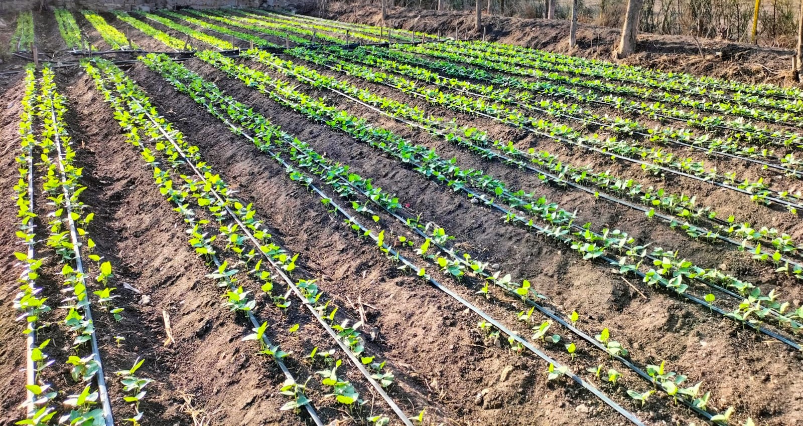 One Acre Drip Irrigation Kit